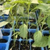 Thai Red Dragon Chili Live Plant 3-Pack - Super Hot Pepper, 75 Days Old, Red - Image 1