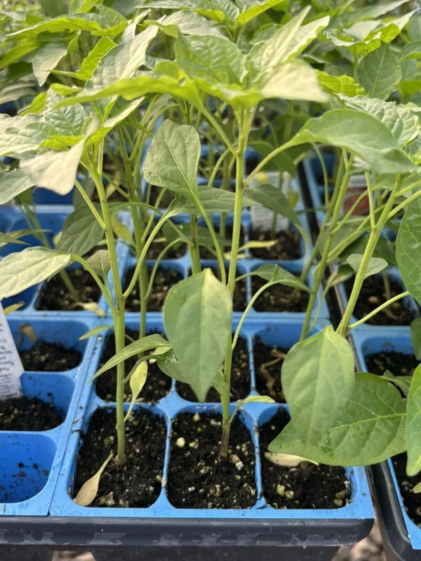 Thai Red Dragon Chili Live Plant 3-Pack - Super Hot Pepper, 75 Days Old, Red - Image 1
