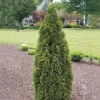 Thuja 'Emerald Squeeze' Live Plant - 4-6 Inch Starter Shrub - Outdoor Evergreen - Image 1