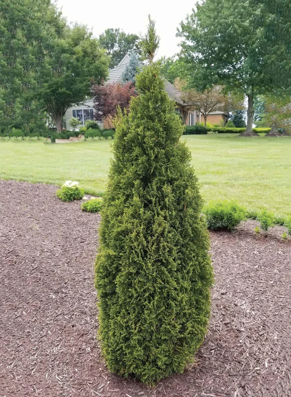 Thuja 'Emerald Squeeze' Live Plant - 4-6 Inch Starter Shrub - Outdoor Evergreen - Image 1