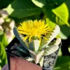 Tiger Jaw Succulent Live Plant – Faucaria Tigrina – 2 inch or 4 inch Pot – Indoor/Outdoor - Image 1
