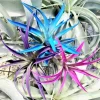 Tillandsia Air Plant 3 Pack Live Plant - Indigo, Hot Pink, Purple - Low Maintenance Indoor - Image 1