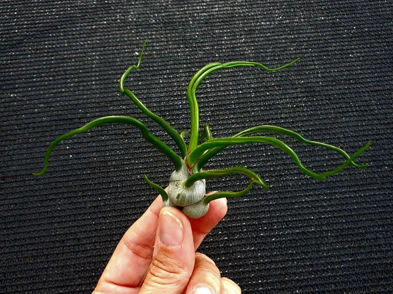 Tillandsia Bulbosa Air Plant - Live Guatemala Specimen, 3-5 Inches, Indoor - Image 2