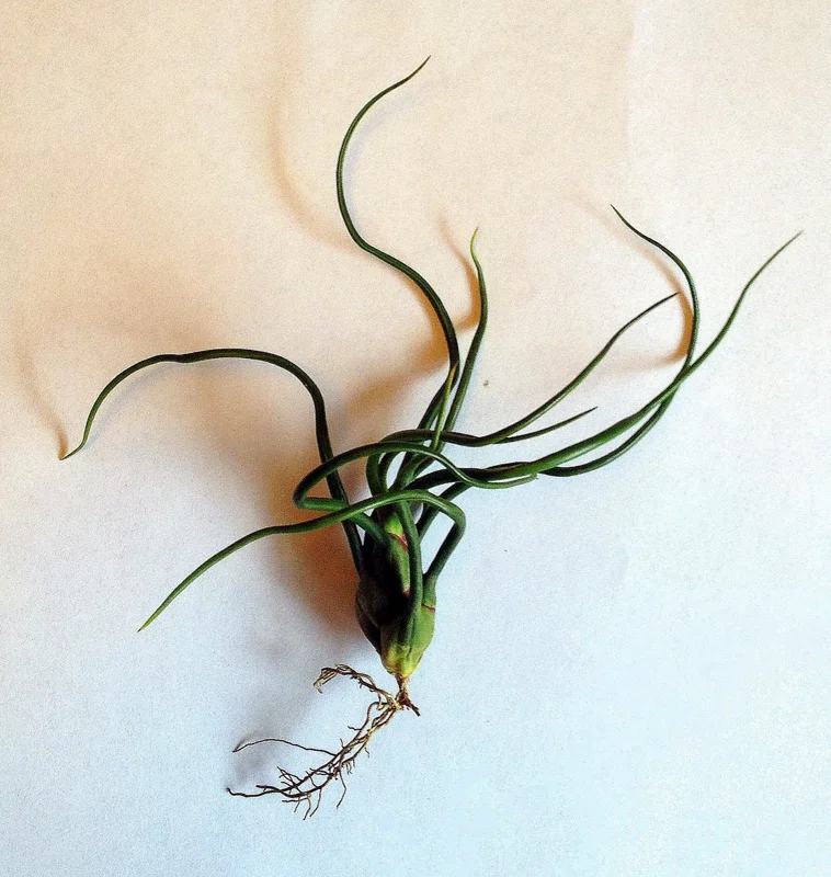 Tillandsia Bulbosa Air Plant - Live Guatemala Specimen, 3-5 Inches, Indoor - Image 4