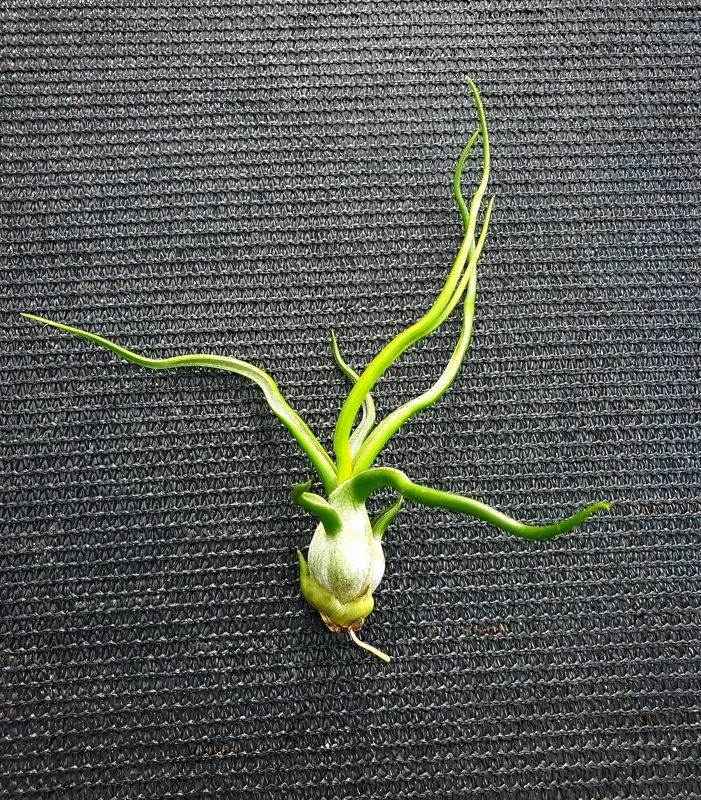 Tillandsia Bulbosa Air Plant - Live Guatemala Specimen, 3-5 Inches, Indoor - Image 1
