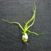 Tillandsia Bulbosa Guatemala Air Plant - Live Houseplant, 4-6 inches Tall - Image 1