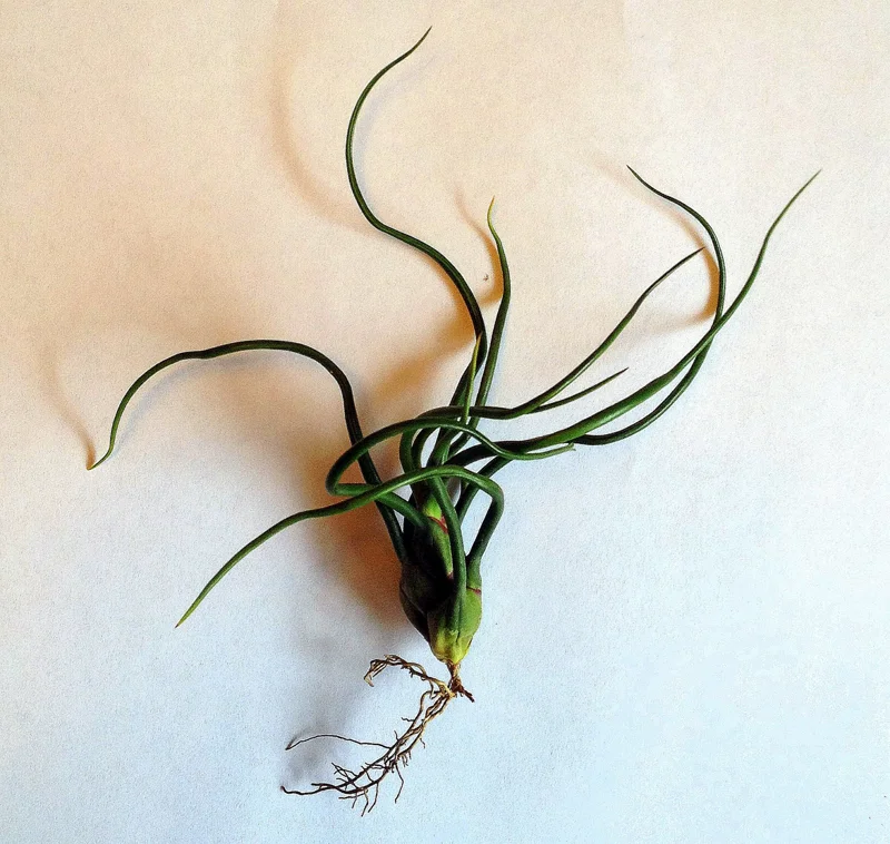 Tillandsia Bulbosa Guatemala Air Plant - Live Houseplant, 4-6 inches Tall - Image 3