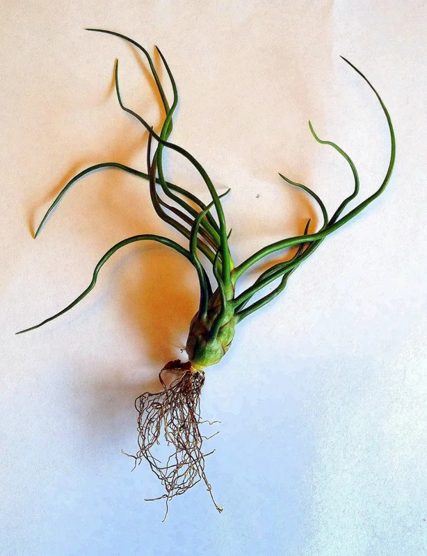 Tillandsia Bulbosa Guatemala Air Plant - Live Houseplant, 4-6 inches Tall - Image 5