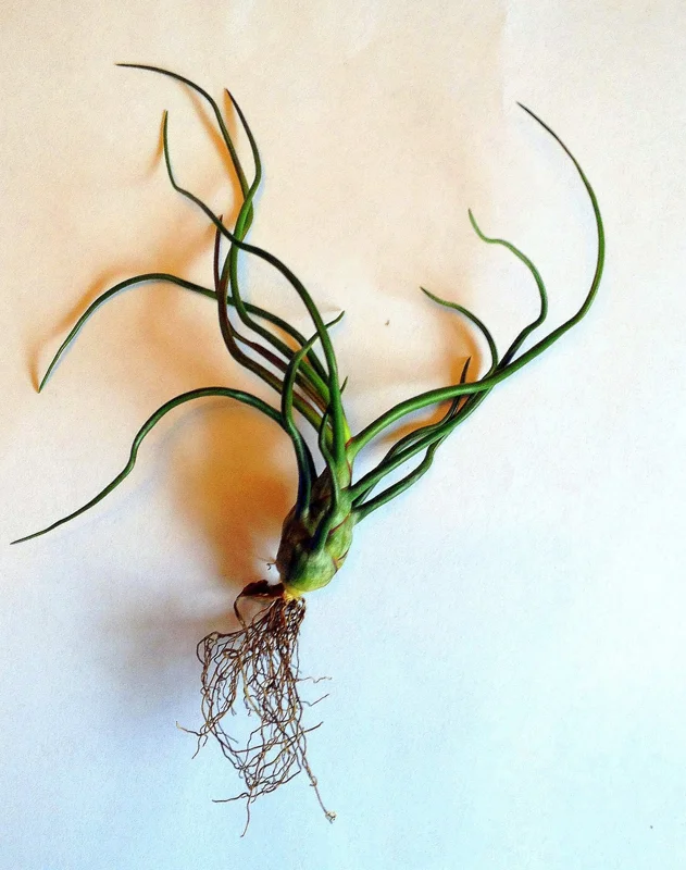 Tillandsia Bulbosa Guatemala Air Plant - Live Houseplant, 4-6 inches Tall - Image 6