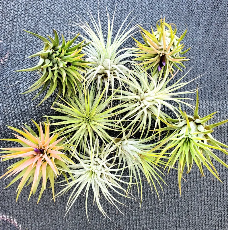 Tillandsia Iona Air Plant 3-Pack - Live Indoor Plant, 1-3 inches, Easy Care - Image 2