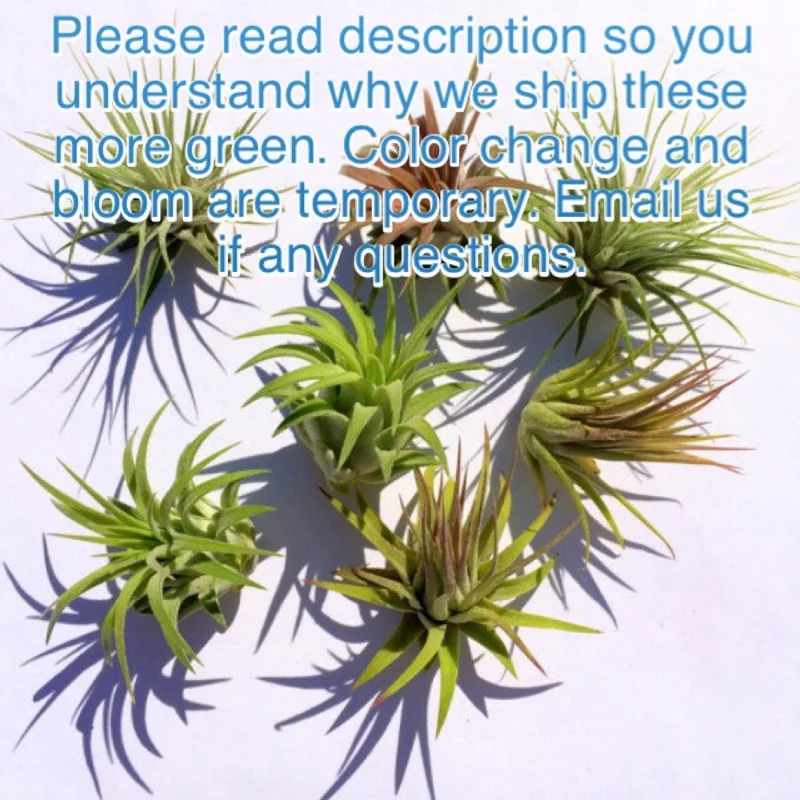 Tillandsia Iona Air Plant 3-Pack - Live Indoor Plant, 1-3 inches, Easy Care - Image 3