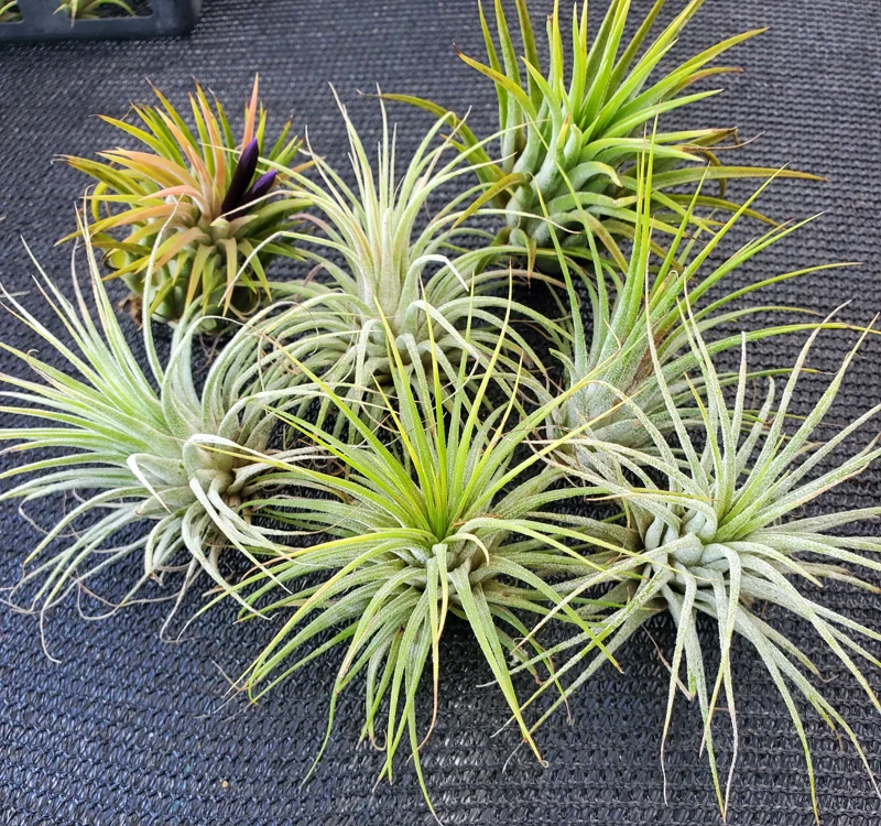 Tillandsia Iona Air Plant 3-Pack - Live Indoor Plant, 1-3 inches, Easy Care - Image 4