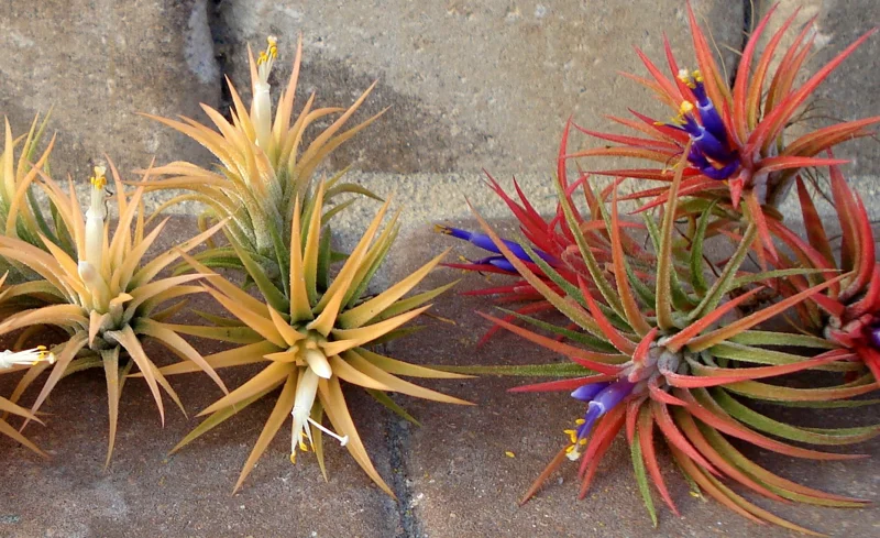 Tillandsia Iona Air Plant 3-Pack – Live Indoor Plants – 1-3 inches – Easy Care - Image 7