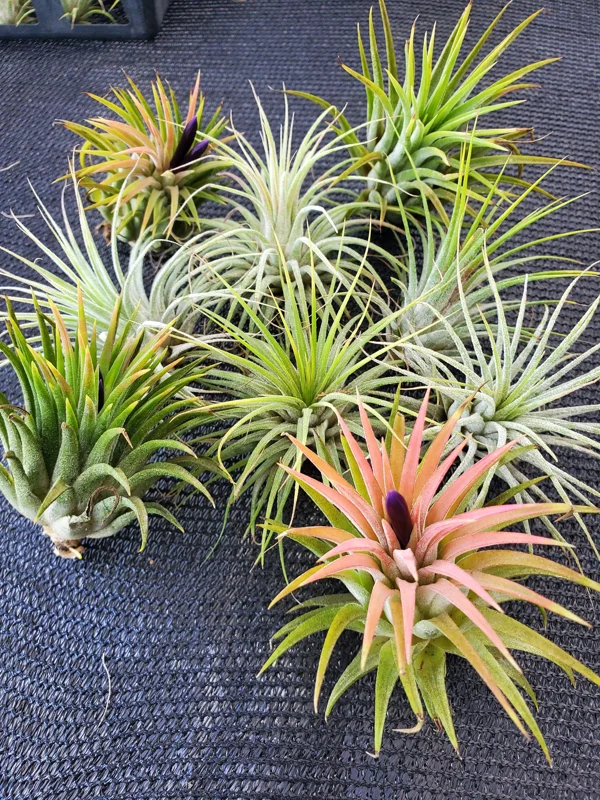 Tillandsia Iona Air Plant 3-Pack – Live Indoor Plants – 1-3 inches – Easy Care - Image 8
