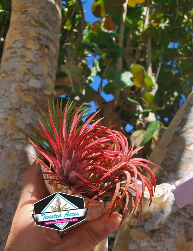 Tillandsia Iona Air Plant 3-Pack - Live Indoor Plant, 1-3 inches, Easy Care - Image 9
