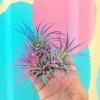 Tillandsia Iona Air Plant 3-Pack - Live Indoor Plants, Indigo, Purple, Pink - Image 1
