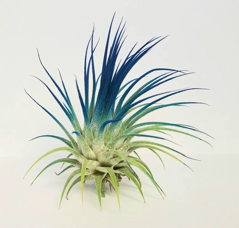 Tillandsia Iona Air Plant - Dark Blue Indigo Live Plant - 2-3 Inch, Low Maintenance Indoor - Image 2