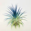 Tillandsia Iona Air Plant Live Plant – Dark Blue Indigo Color – 2-3 inch – Indoor - Image 1