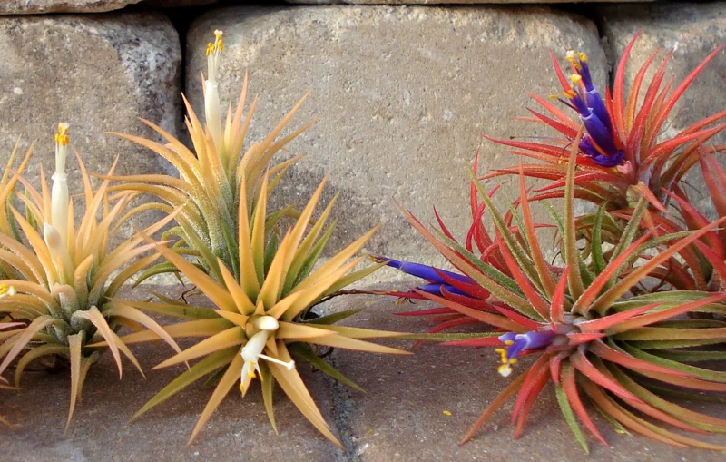 Tillandsia Iona Air Plant Live Plant Trio - 3 Pack Easy Care Indoor - Image 3