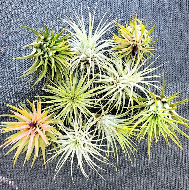 Tillandsia Iona Air Plant Live Plant Trio - 3 Pack Easy Care Indoor - Image 4