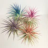 Tillandsia Iona Air Plant Set - 4 Live Plants, 2-3 inches, Colorful Indoor - Image 1