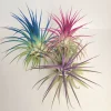 Tillandsia Iona Air Plant Set of 3 - Live Indoor Plants, Indigo, Purple, Pink - Image 1