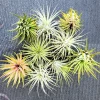 Tillandsia Iona Air Plant Set of 5 - Live Indoor Plants, 1-3 inches - Image 1