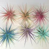 Tillandsia Iona Air Plant Set of 6 - Colorful Live Indoor Plants, 2-3 Inches - Image 1