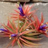 Tillandsia Iona Air Plant Trio - 3 Live Plants, 1-3 inches - Easy Care Indoor - Image 1