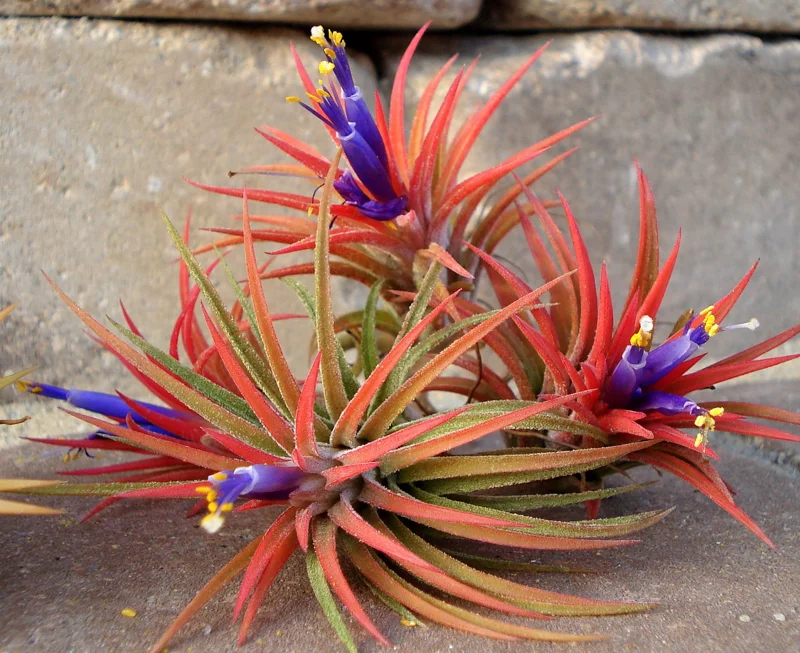 Tillandsia Iona Air Plant Trio - 3 Live Plants, 1-3 inches - Easy Care Indoor - Image 1