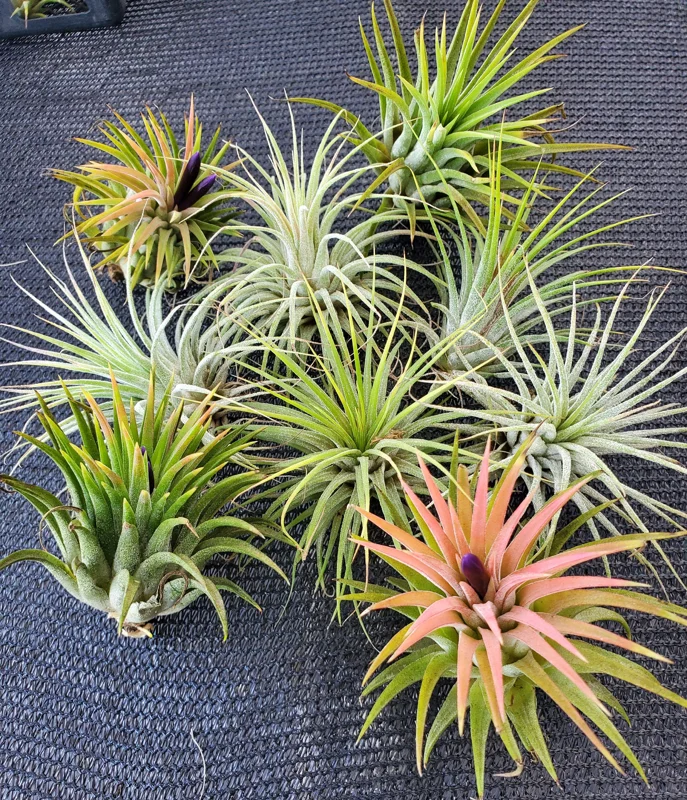 Tillandsia Iona Air Plant Trio - 3 Live Plants, 1-3 inches - Easy Care Indoor - Image 8