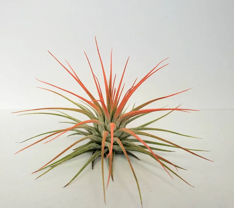 Tillandsia Iona Coral Air Plant - Live Plant - 2-3 inch - Indoor - Image 2