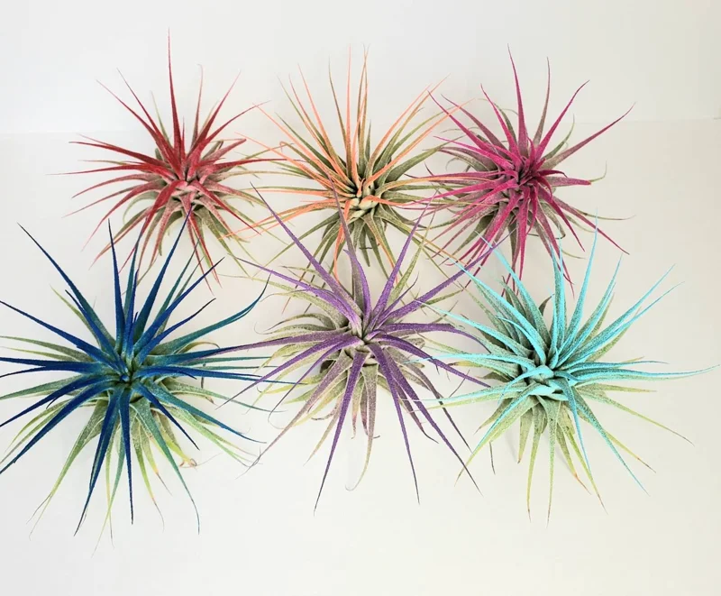 Tillandsia Iona Coral Air Plant - Live Plant - 2-3 inch - Indoor - Image 3