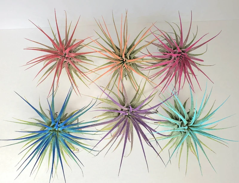 Tillandsia Iona Coral Air Plant - Live Plant - 2-3 inch - Indoor - Image 4