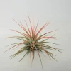 Tillandsia Iona Coral Air Plant - Live Plant - 2-3 inch - Indoor - Image 1