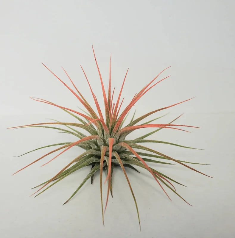 Tillandsia Iona Coral Air Plant - Live Plant - 2-3 inch - Indoor - Image 1