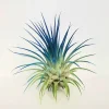 Tillandsia Iona Dark Blue Indigo Air Plant Live, Single Plant, 2-3 inches - Image 1