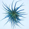 Tillandsia Iona Dark Blue Indigo Live Air Plant - Easy Care Indoor Houseplant - Image 1