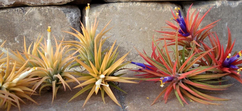 Tillandsia Iona Live Air Plant Trio - 3 Small Indoor Plants, 1-3 inches - Image 6