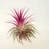 Tillandsia Iona Pink Air Plant - Live Indoor Houseplant, 2-3 Inches - Image 1