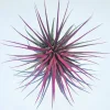 Tillandsia Iona Pink Air Plant - Live Indoor Plant - 2-3 Inches - Image 1