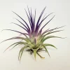 Tillandsia Iona Purple Air Plant - Live Indoor Plant, 2-3 inch - Image 1