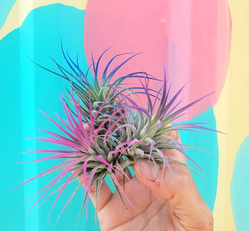 Tillandsia Iona Purple Air Plant - Live Indoor Plant, Single, 2-3 inches - Image 2