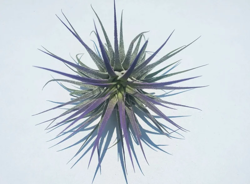 Tillandsia Iona Purple Air Plant - Live Indoor Plant, Single, 2-3 inches - Image 1