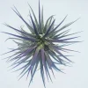 Tillandsia Iona Purple Air Plant - Live Indoor Plant - 2-3 Inches - Image 1