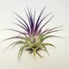 Tillandsia Iona Purple Air Plant - Live Indoor Plant, 2-3" Tall, Low Maintenance - Image 1