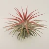 Tillandsia Iona Red Air Plant - Live Plant, 2-3 inches, Indoor - Image 1
