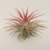 Tillandsia Iona Red Air Plant - Live Plant, Single Specimen, 2-4 inches, Indoor - Image 1