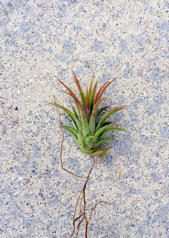 Tillandsia ionantha 'Iona' Air Plant - Live Airplant, Small 1-3 inch, Easy Care Indoor - Image 1