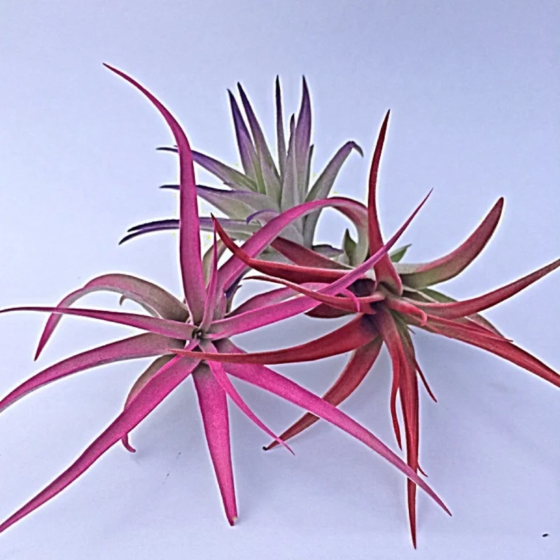Tillandsia Mix of 3 Colored Air Plants - Pink, Purple, Red Live Plants - Image 2